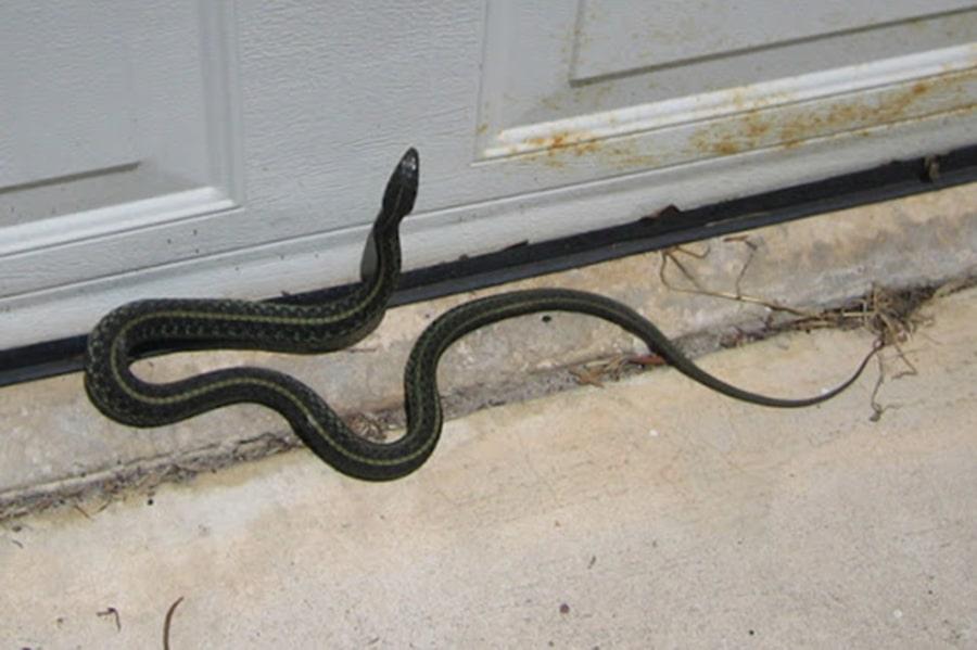 Mơ thấy rắn bò vào nhà đánh con gì?