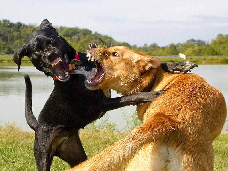 Chó đánh nhau cần làm gì, xử lý chó cắn nhau như thế nào an toàn?