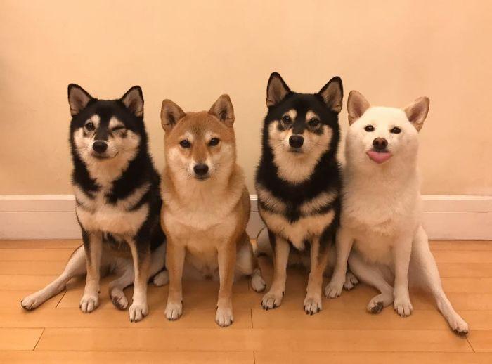 Con chó Shiba Inu nổi tiếng cộng đồng vì chuyên phá hỏng các bức ảnh chụp  nhóm