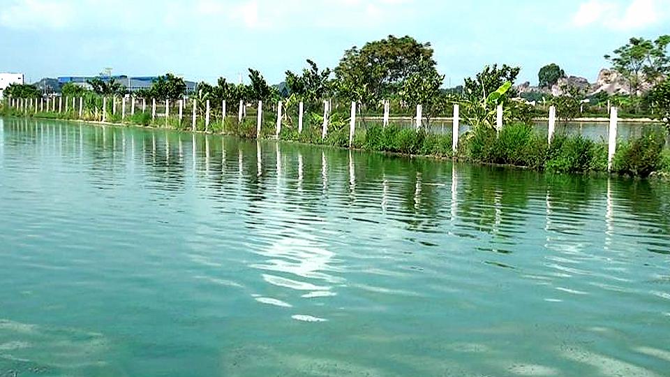 Bảo vệ và chăm sóc con nuôi thủy sản nước ngọt trong mùa mưa, bão - Báo Nam  Định điện tử