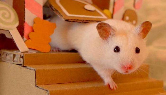 Con chuột số mấy, luận giải ý nghĩa giấc mơ thấy chuột?