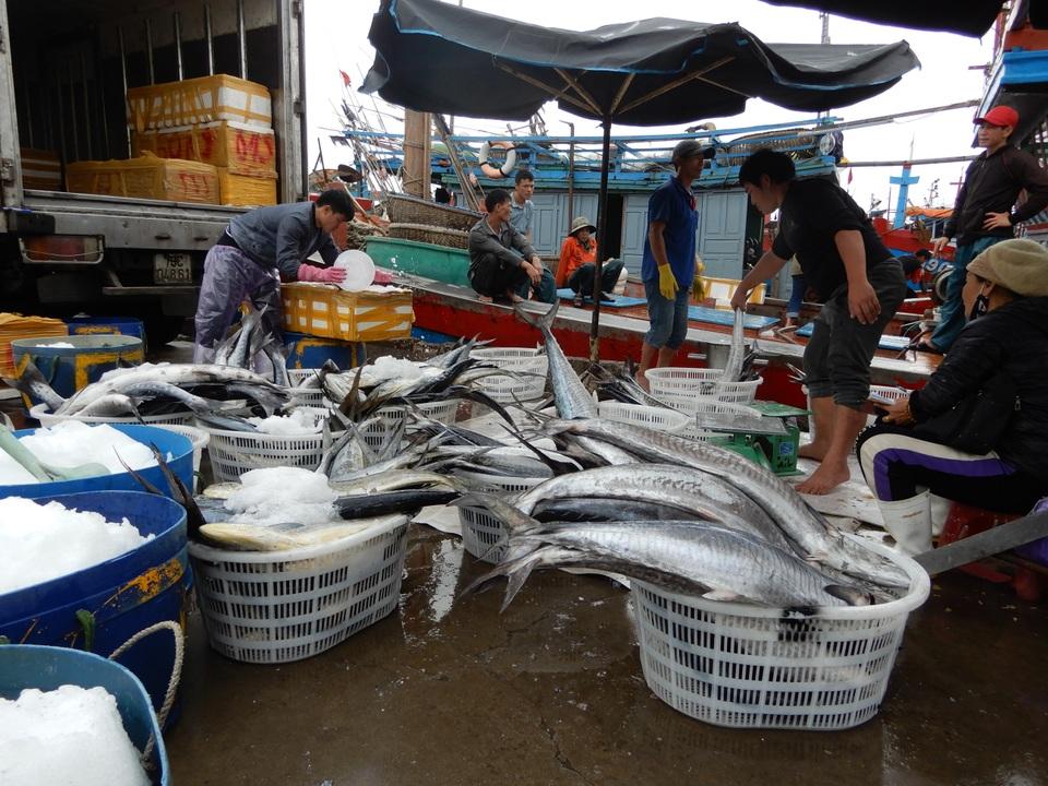 Đà Nẵng: Ngư dân được mùa cá thu sau bão | Báo Dân trí
