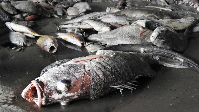Tìm nguyên nhân cá chết dọc biển miền Trung - Tuổi Trẻ Online