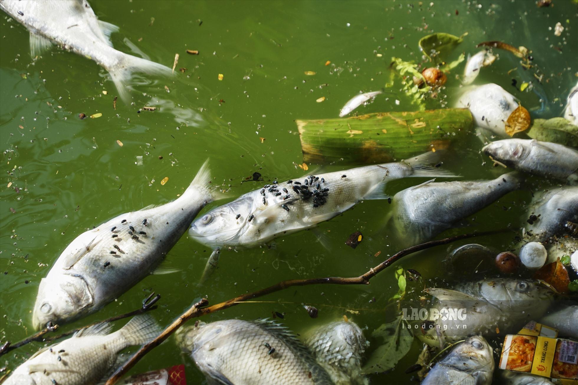 Cá chết hàng loạt ở hồ Tây: Chưa phát hiện việc đầu độc hay nước ô nhiễm