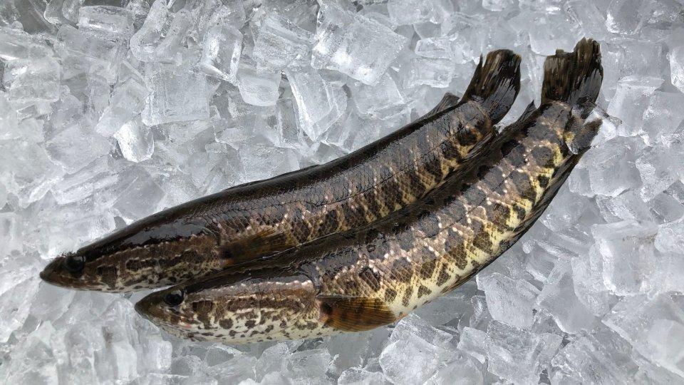 Thành phần dinh dưỡng của cá lóc | Vinmec