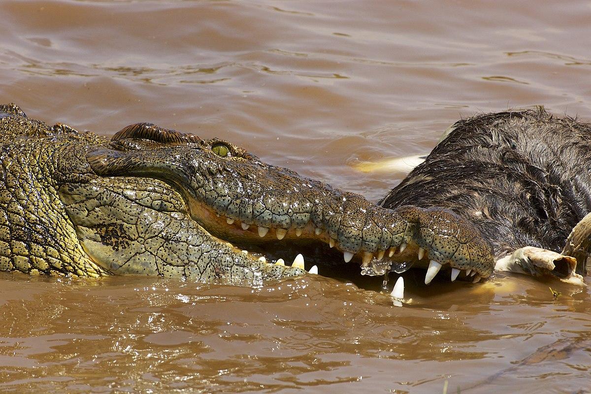 Cá sấu – Wikipedia tiếng Việt