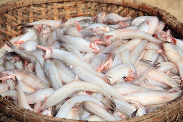 Loài cá trắng muốt giúp Ngư dân Quảng Trị kiếm tiền triệu mỗi ngày