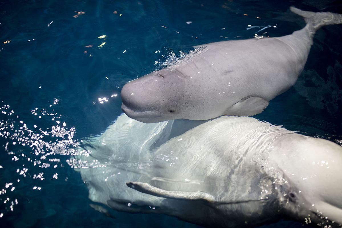 Bạn có muốn xem cá voi trắng Beluga sinh con?
