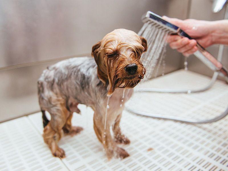 Cách tắm cho chó cực dễ và những điều cần lưu ý khi tắm cho cún cưng