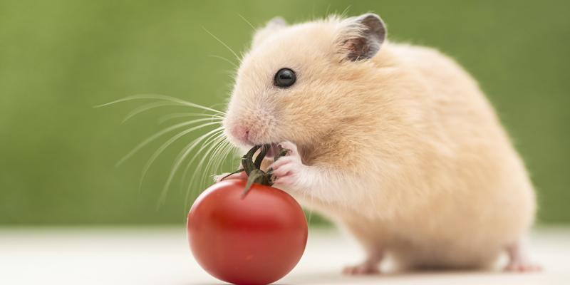 Ăn thức ăn bị chuột gặm có sao không?