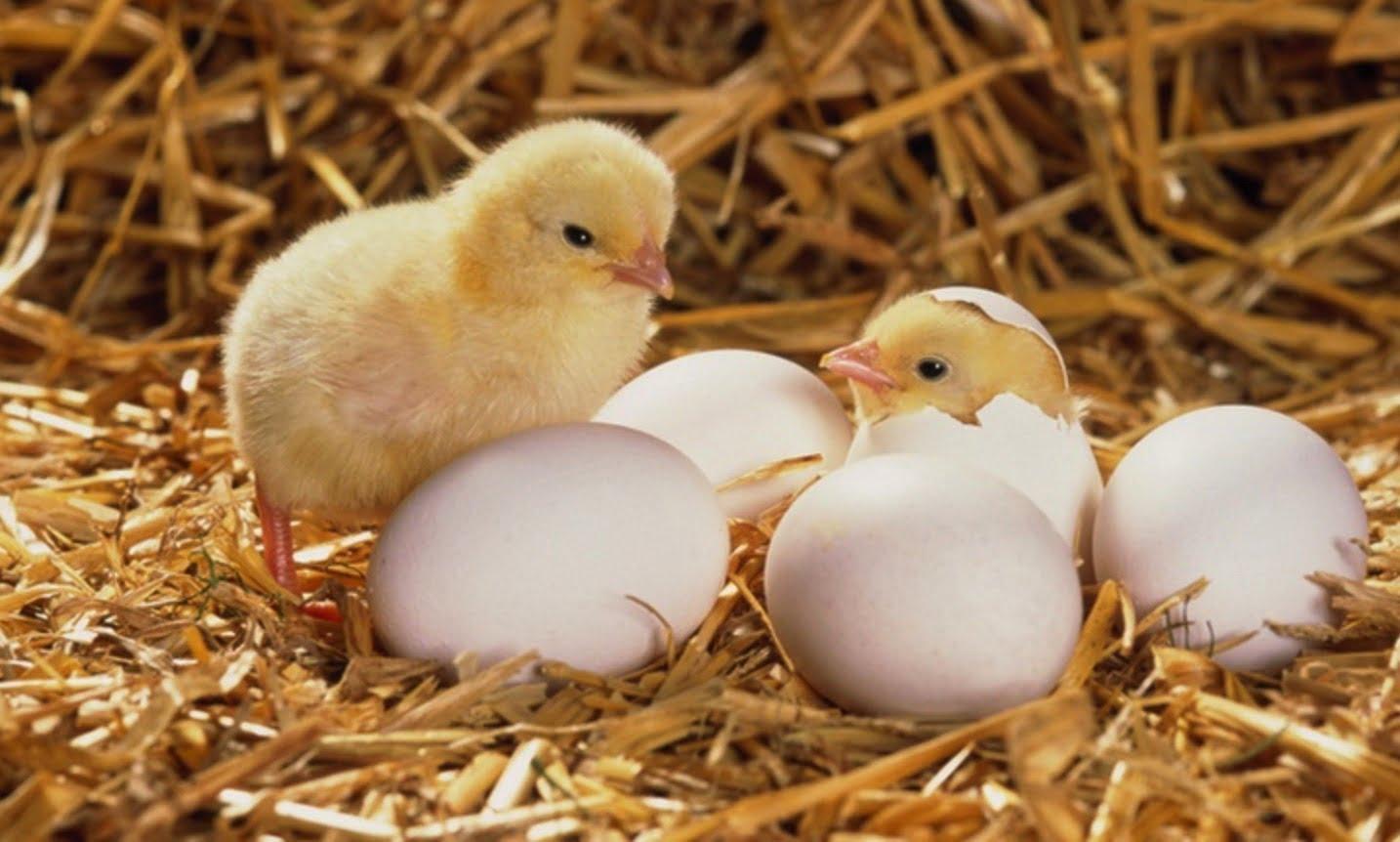 Gà con và quả trứng | Bài thơ Gà con và quả trứng (Phạm Hổ)