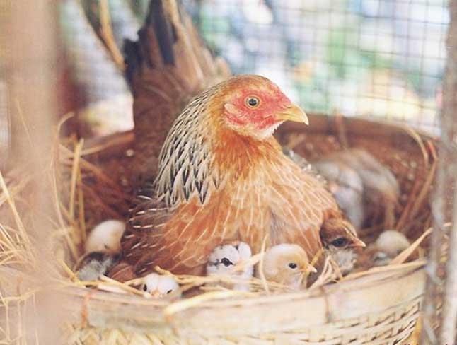Cách ấp trứng gà tự nhiên, kỹ thuật cho gà mẹ ấp trứng tự nhiên