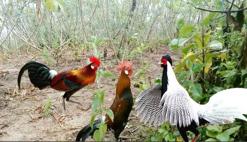 Phân loại gà rừng tại Việt Nam cần biết