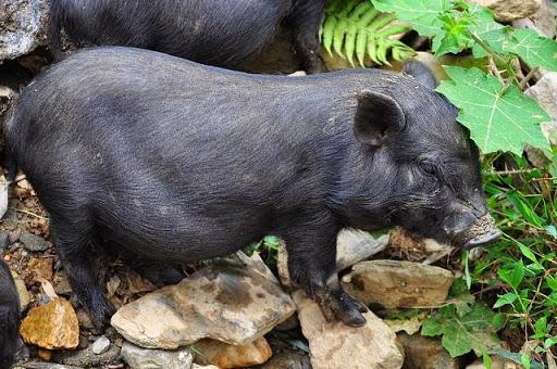 Hướng dẫn phân biệt lợn rừng , lợn mán , lợn đen