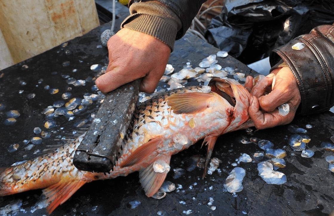Bộ phận này của cá giàu collagen bậc nhất, quý hơn cả phần thịt