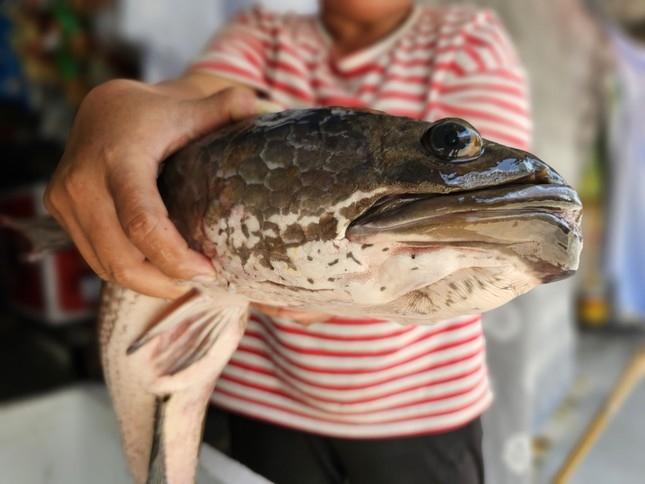 Người dân miền Tây bắt được cặp cá lóc 'khủng' gần 14 kg khi tát ao