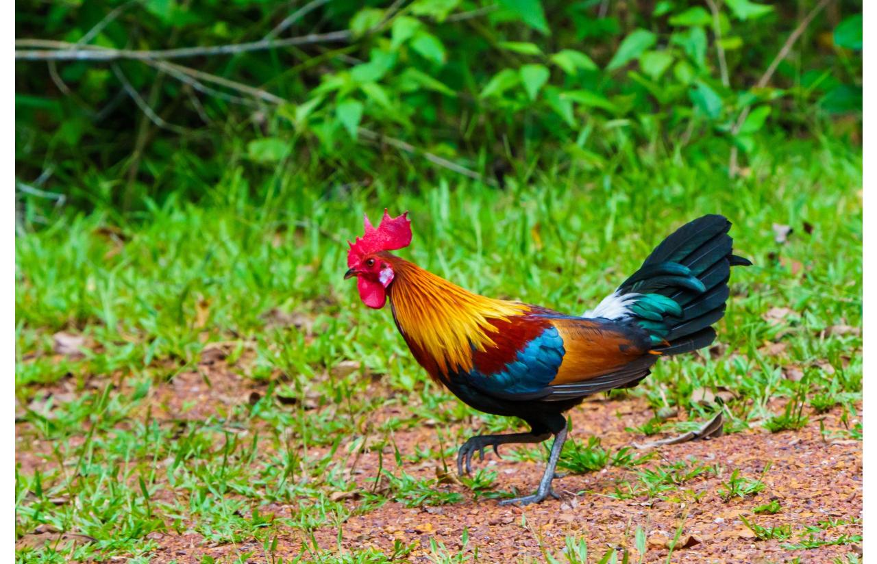 Nghiên cứu mới cho thấy gà rừng đã được thuần hóa từ những vựa lúa vùng  Đông Nam Á