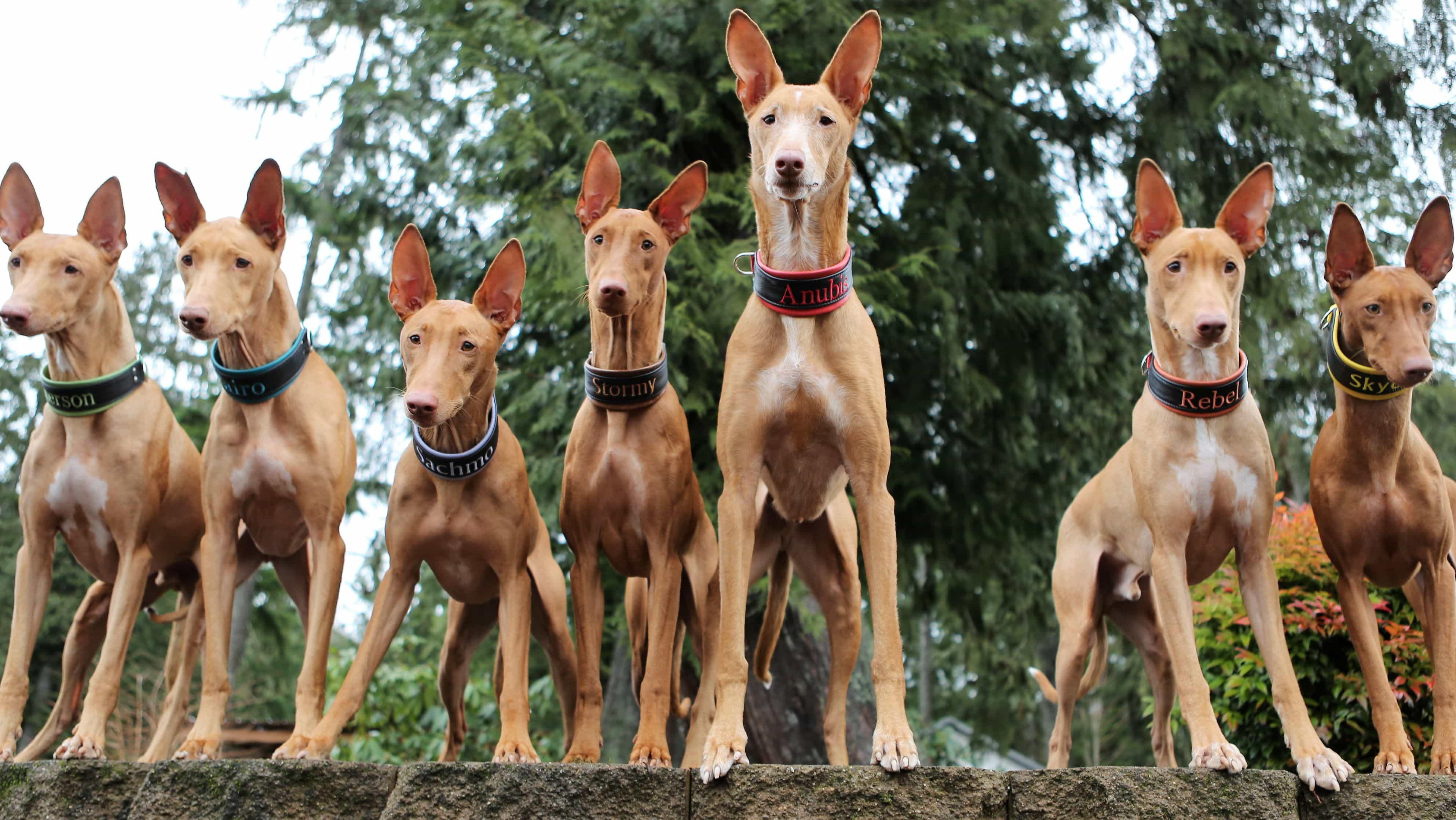 14 giống chó săn được tìm kiếm nhiều tại Việt Nam, nơi mua chó săn tốt!