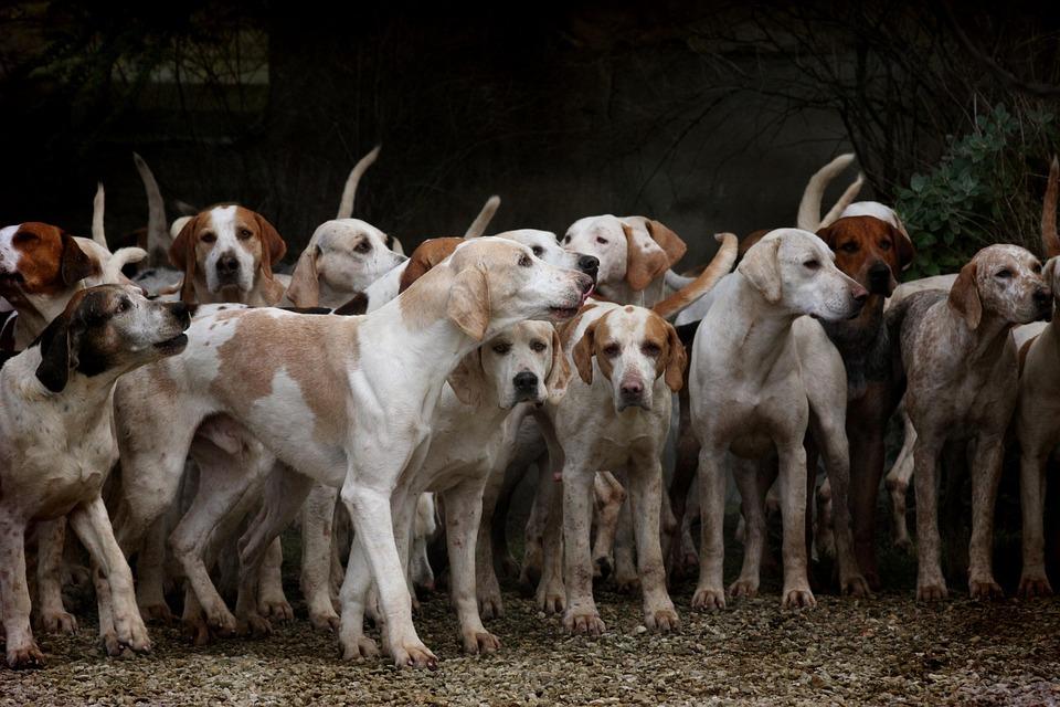 Loài Chó Bầy Đàn Răng Nanh - Ảnh miễn phí trên Pixabay - Pixabay