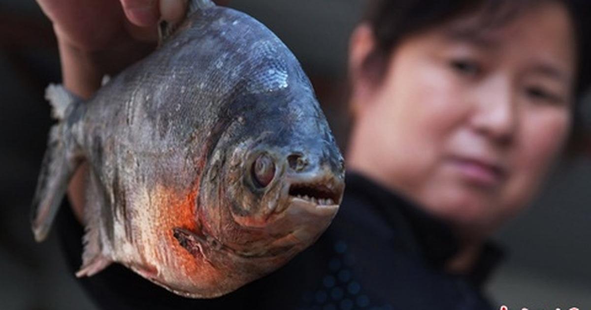 Lại xuất hiện "cá ăn thịt người" ở Trung Quốc | Báo Dân trí