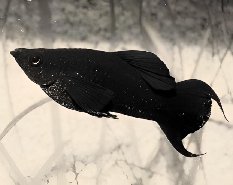 Top 9 loài cá cảnh màu đen được người chơi yêu thích - Cá Cảnh Biển