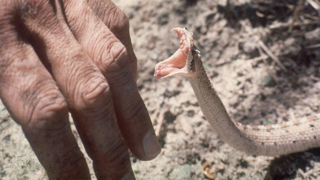 Xử trí ban đầu khi bị rắn độc cắn - Tuổi Trẻ Online