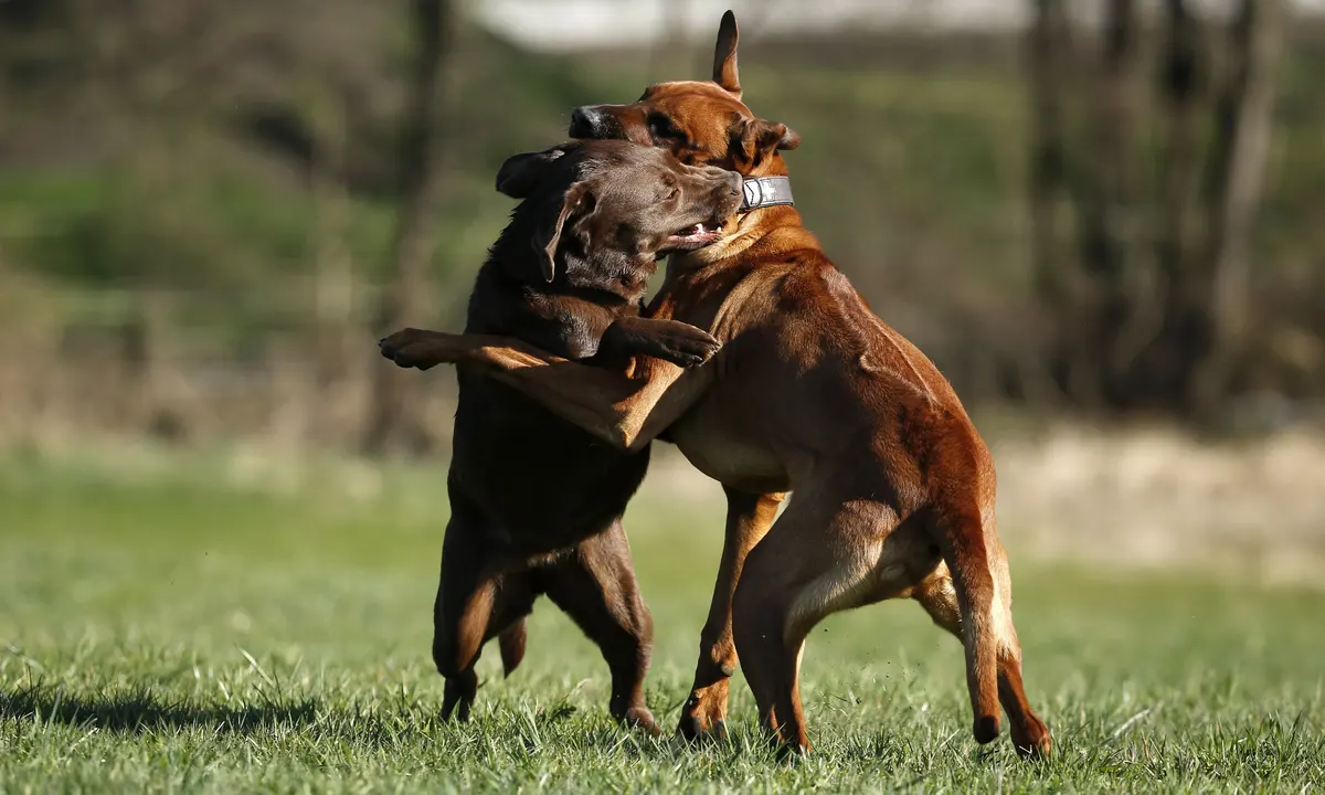 Chó đánh nhau cần làm gì, xử lý chó cắn nhau như thế nào an toàn?