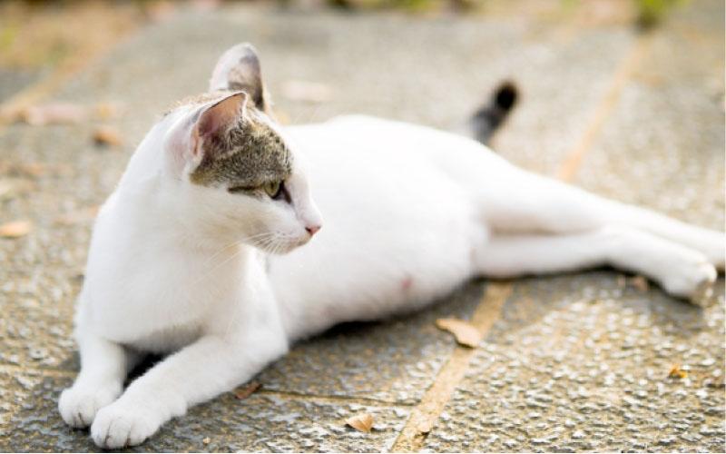 3 dấu hiệu mèo mang thai dễ nhận biết và lưu ý khi chăm sóc
