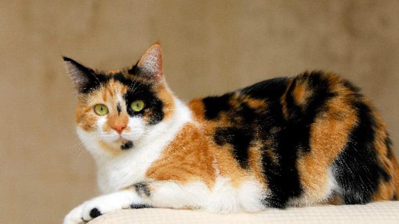 6 giống mèo tam thể phổ biến và mức giá để sở hữu - Blog Chó Mèo