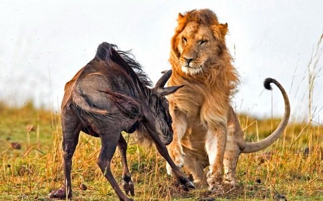Linh dương đầu bò bị sư tử hạ gục trong vòng 60 giây | Đời sống | Vietnam+  (VietnamPlus)