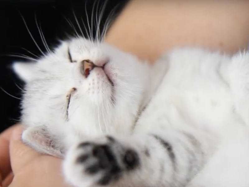 Nằm mơ thấy mèo có ý nghĩa gì? Giải mã giấc mơ thấy mèo là điềm gì?