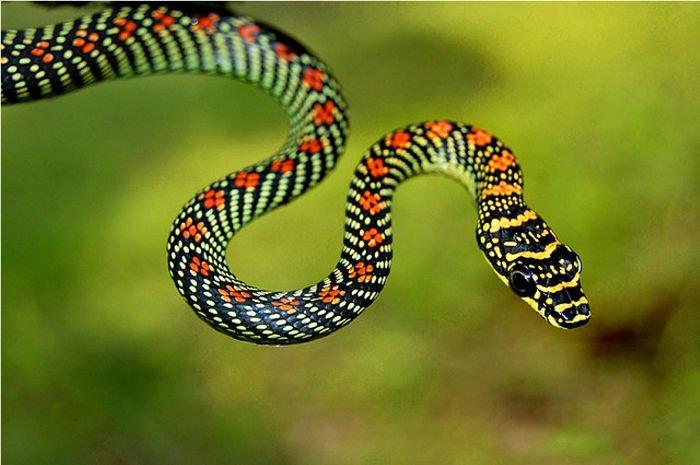 Nằm mơ thấy rắn nhiều màu sắc đánh số mấy? Là điềm gì?